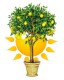 Изображение - Светильники и лампы для растений
